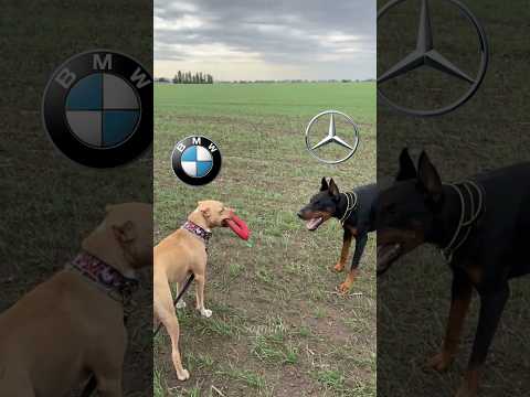 BMW💪#shorts#edit#bmw#mercedes#nissan#gtr#automobile